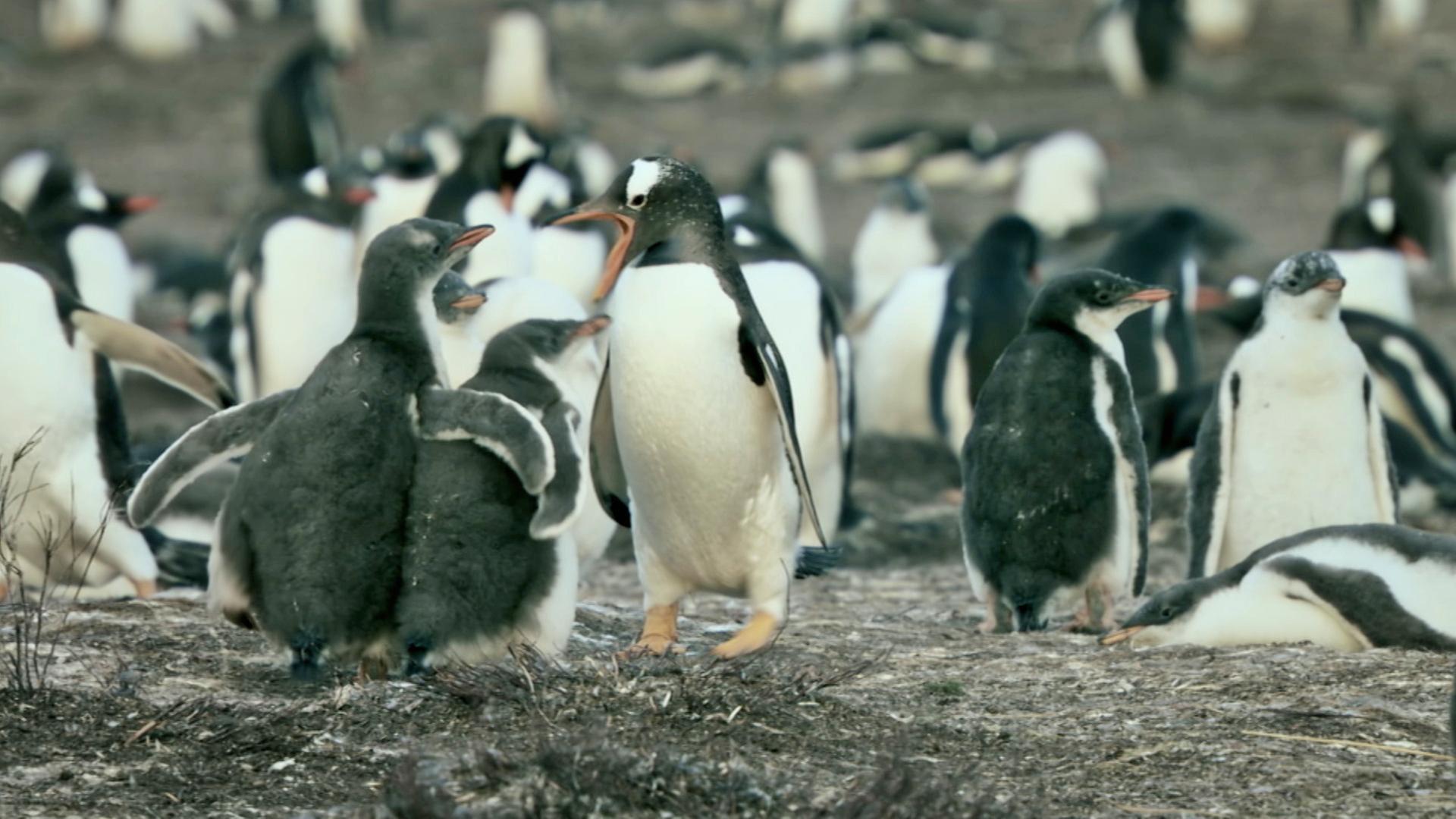 Kleine Eselspinguine müssen sich gegen ihre Geschwister behaupten.