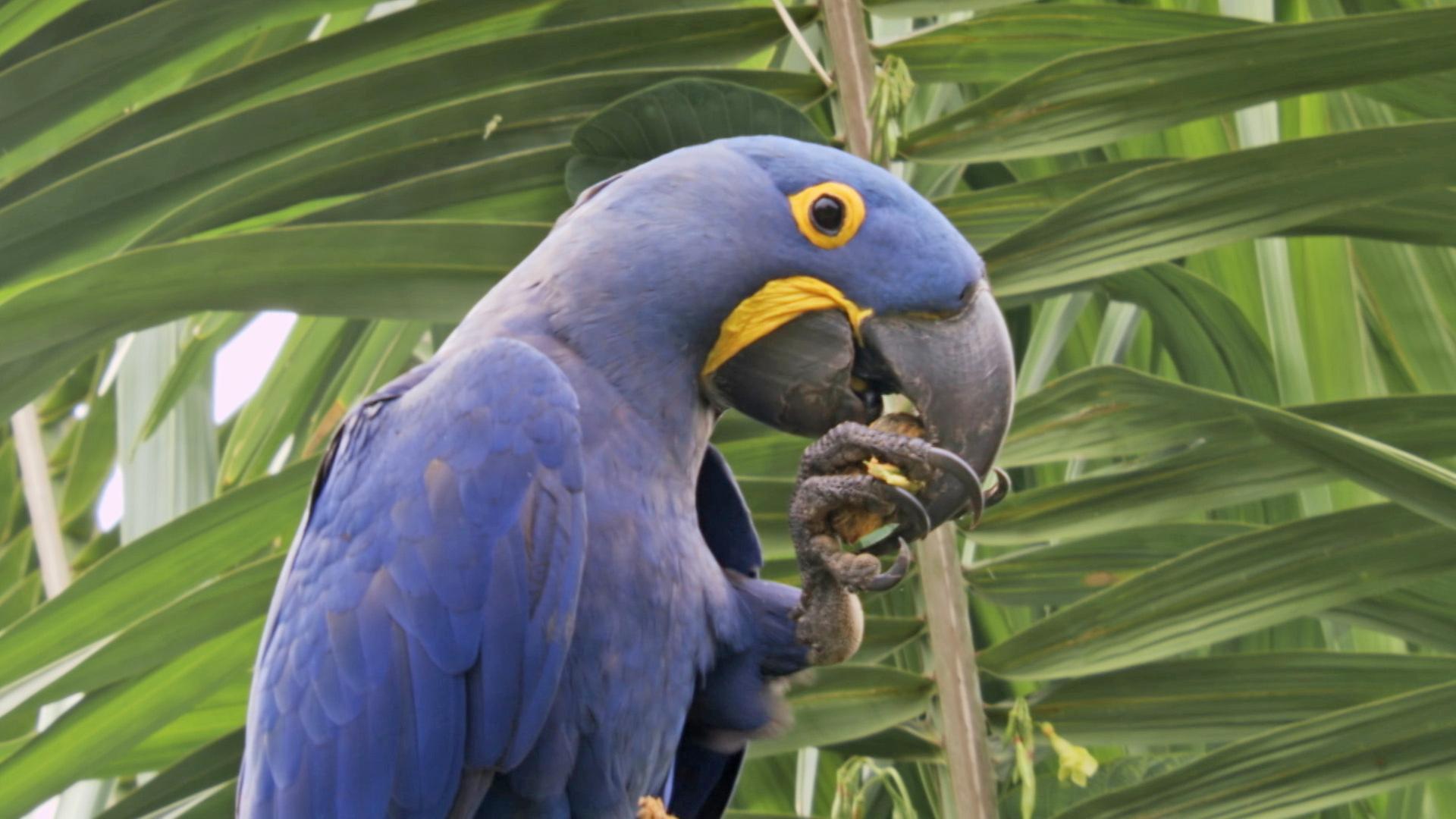 "Wildes Überleben: Hoch in den Bäumen": Blauer Hyazinth-Ara beim Fressen.