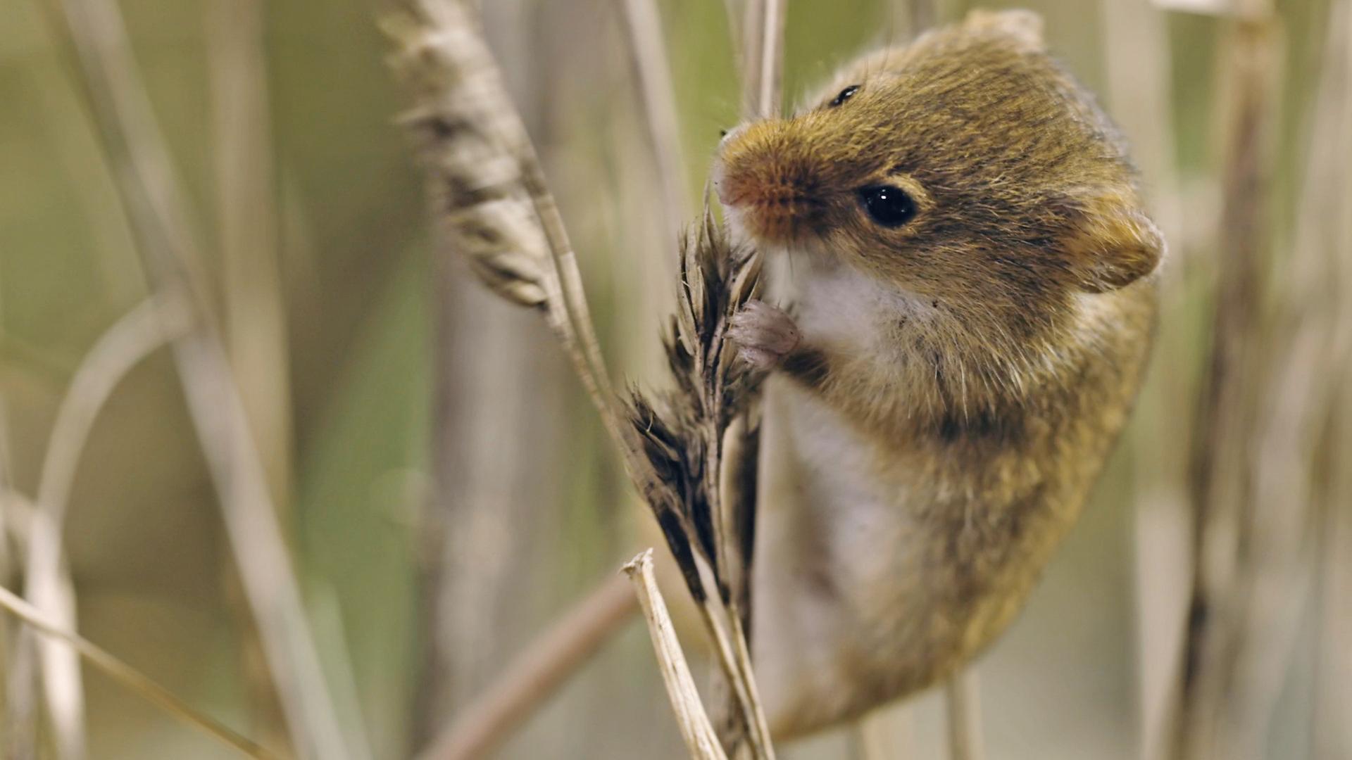 "Wildes Überleben: Kleine Helden": Zwergmaus knabbert an Gras-Ähre.