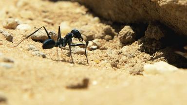 „Wildes Überleben: Tierische Freaks“: Einzelne Ameise auf sonnenbeschienenem Sand.