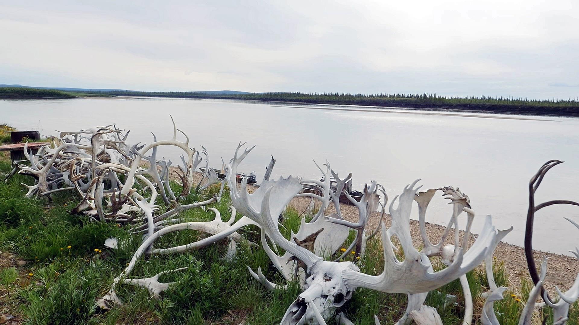 "17.000 Kilometer KANADA (2)": Elch- und Karibu-Geweihe.