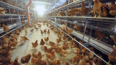 Artgerechte Hühnerhaltung im Legehennenbetrieb