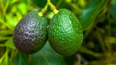 Avocados