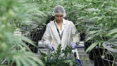 frau in cannabis-plantage in kanada 