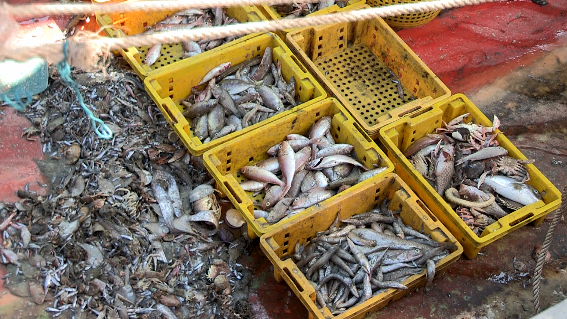 In großen gelben Plastikkörben liegen illegal gefangene Fisch an Deck eines Schiffes 