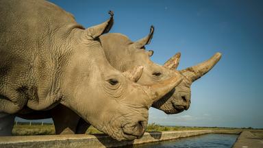Rettung von nashorn unterart