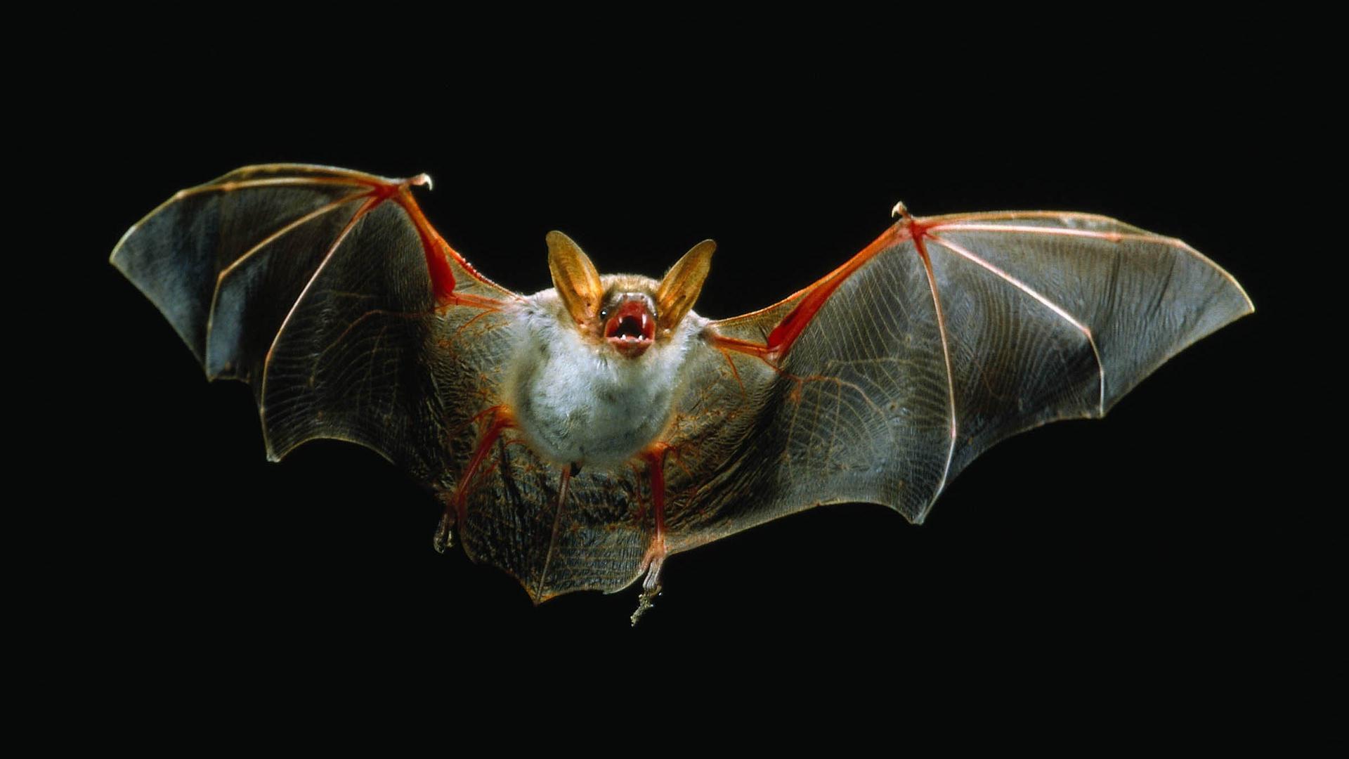Wasserfledermaus
