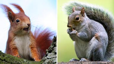 Links zeigt das Bild ein rotes Eichhörnchen, rechts ein graues