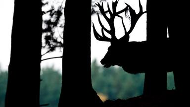 Silhouette eines Rothirsches