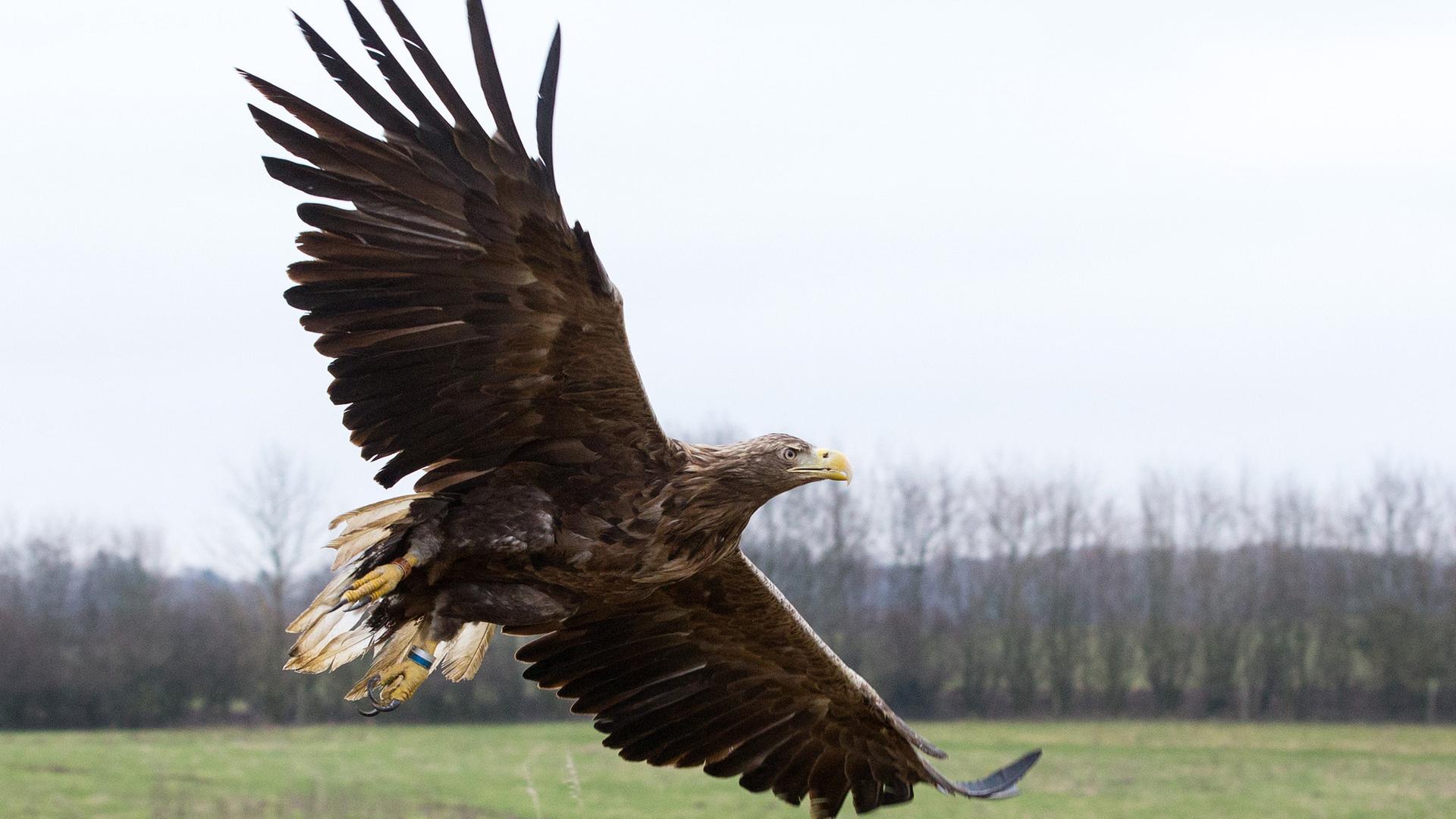 Seeadler im Flug