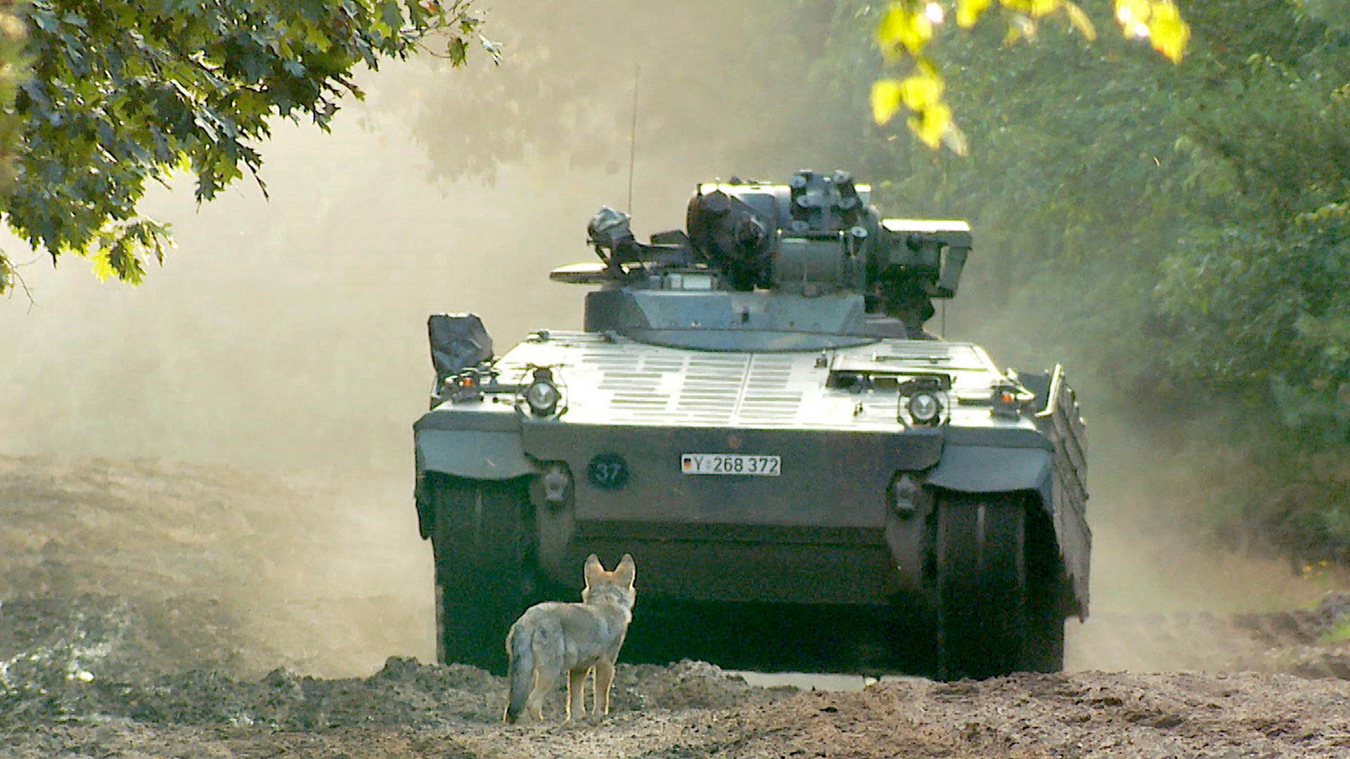 Ein Wolf steht vor einem Panzer auf dem Truppenübungsplatz bei Munster 