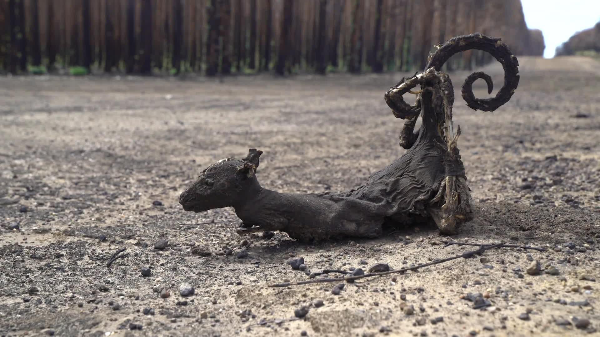 Ein verkohltes Känguru nach einem Buschfeuer in Australien