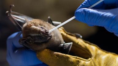 Forscher testen eine Fledermaus auf mögliche unbekannter Erreger