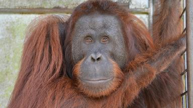 Orang Utan 