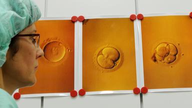 Eine Medizinerin sieht sich Bilder von Eizellen nach einer künstlichen Befruchtung an