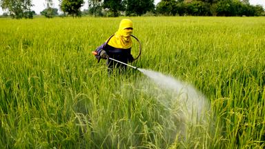 Ein Feld, das von Hand mit Pestiziden gesprüht wird
