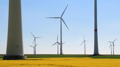 Windraeder im Rapsfeld