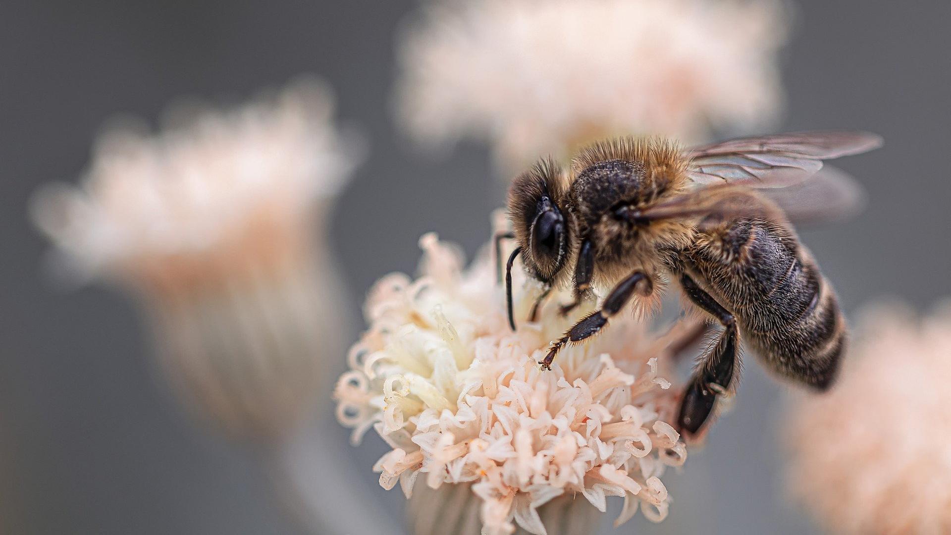 Biene fliegt auf Pflanze