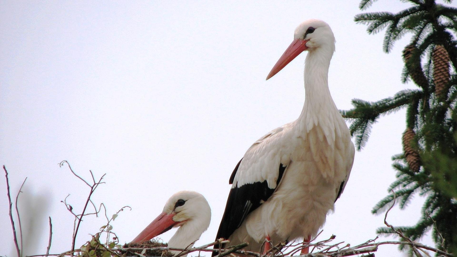 Störche im Nest