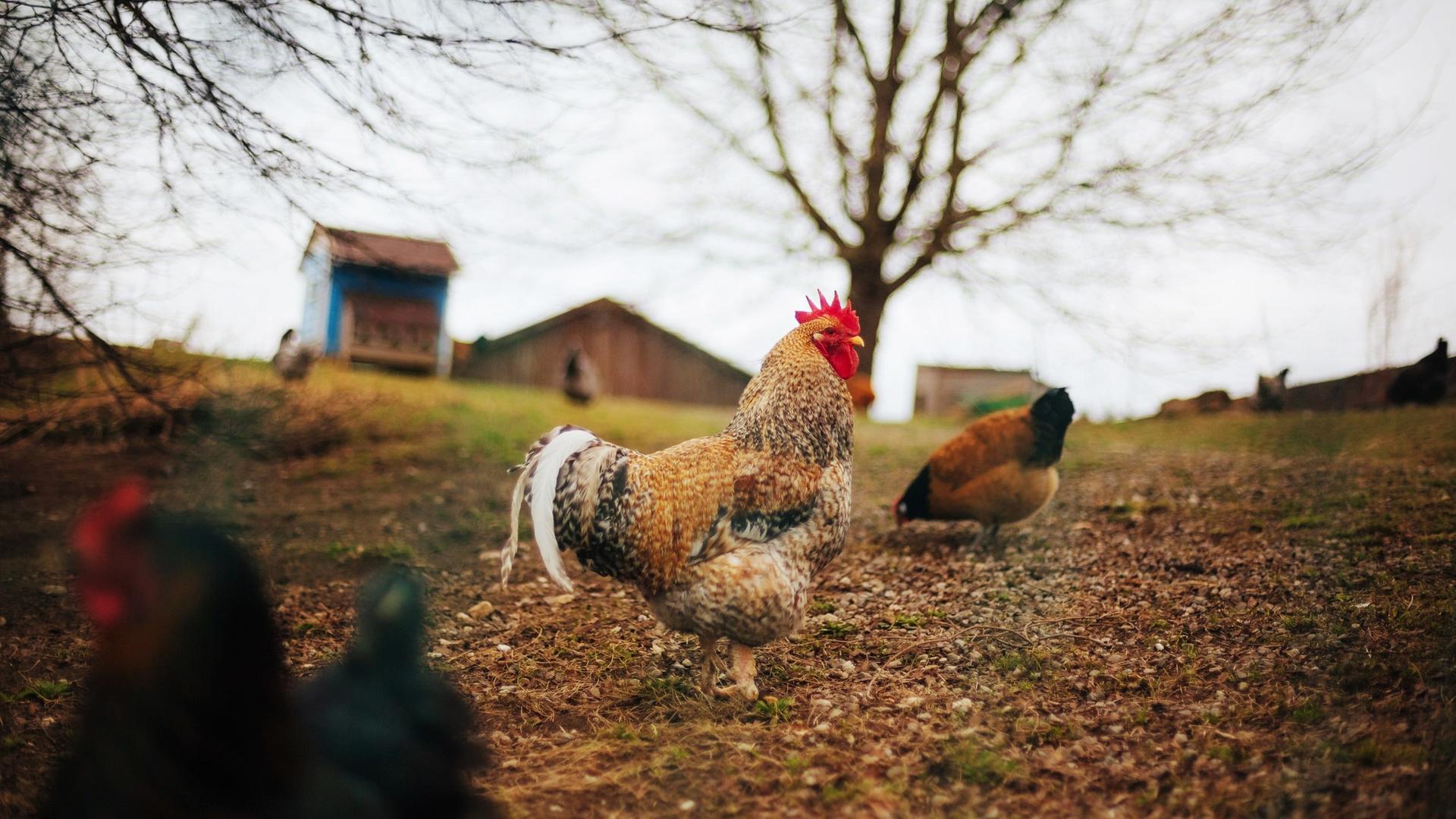 "Raus aus der Stadt - Der Traum vom Leben auf dem Land": Im Vordergrund stehen ein Hahn und ein pickendes Huhn. Im Hintergrund ein Baum, dahinter unscharfe Wirtschaftsgebäude.