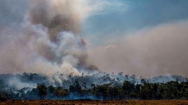 Brennender Regenwald
