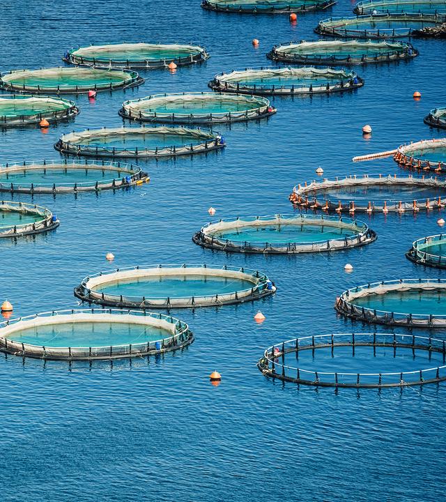 Die kreisförmigen Netze einer Fischfarm reihen sich auf glatter, blauer Meeresoberfläche aneinander.