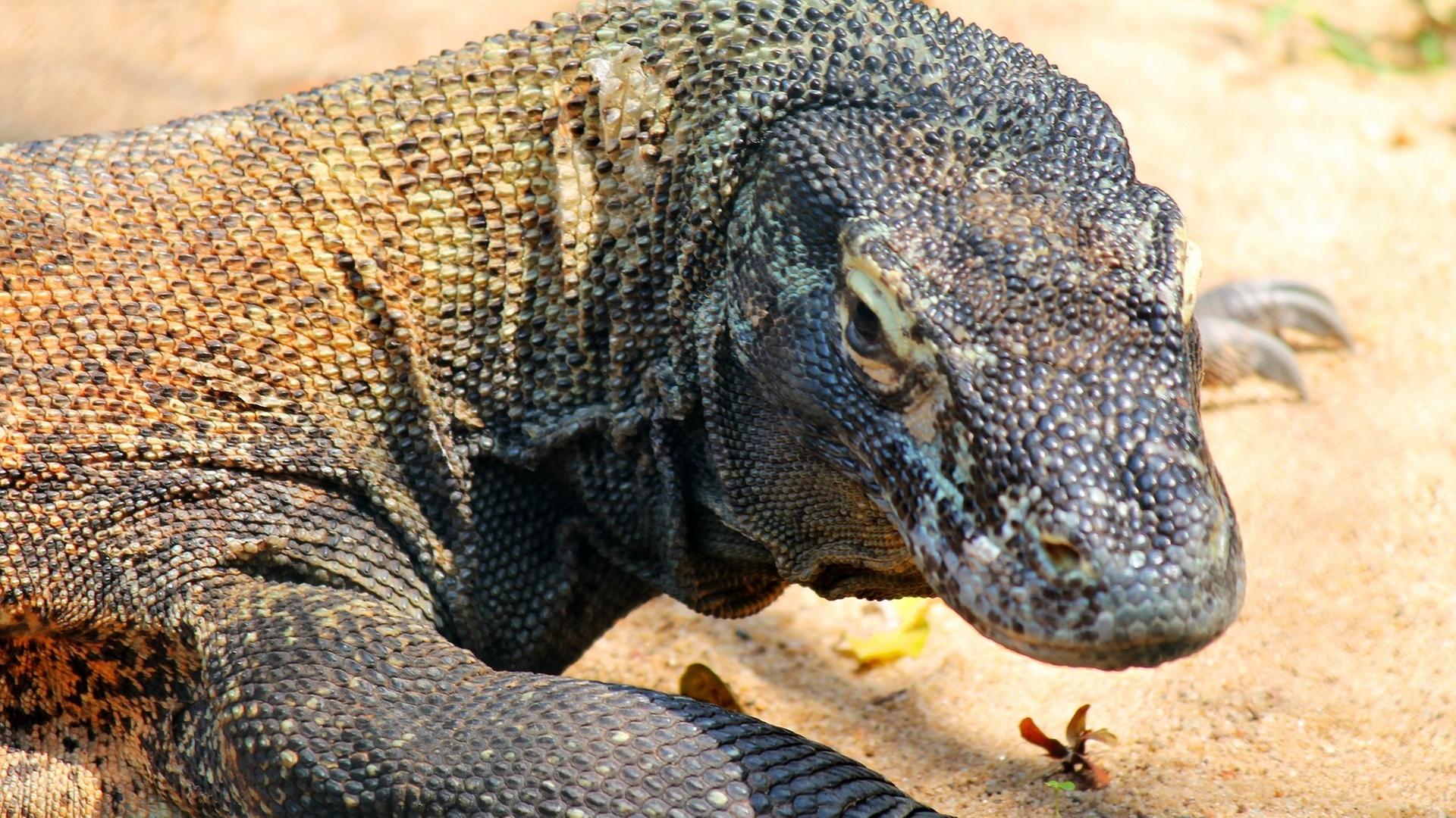 Komodowaran