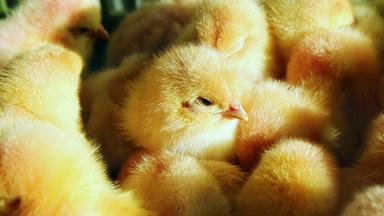 dichtgedrängte, flauschige Küken