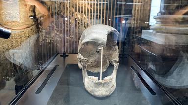 Die Überreste eines Schädels im Museum