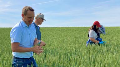 Pflanzenzüchter begutachten Ernte