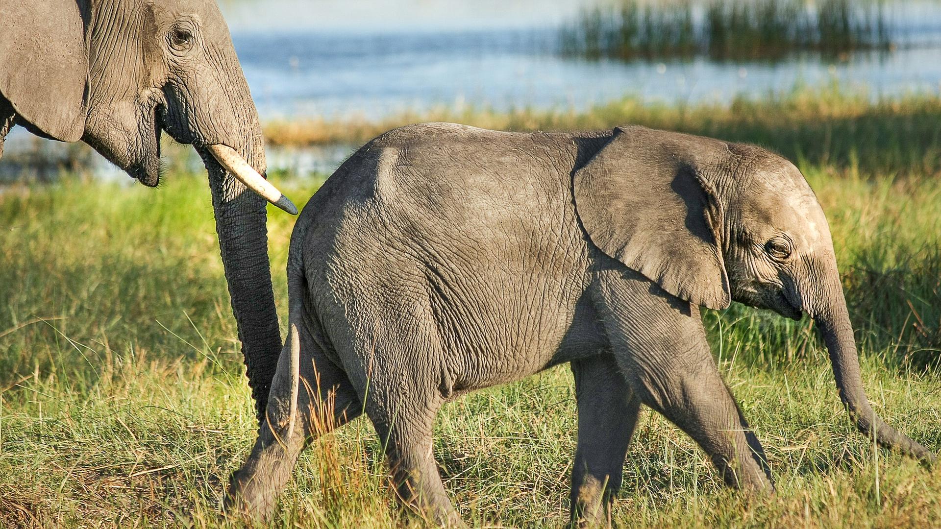 Großer Elefant und ein Elefantenbaby