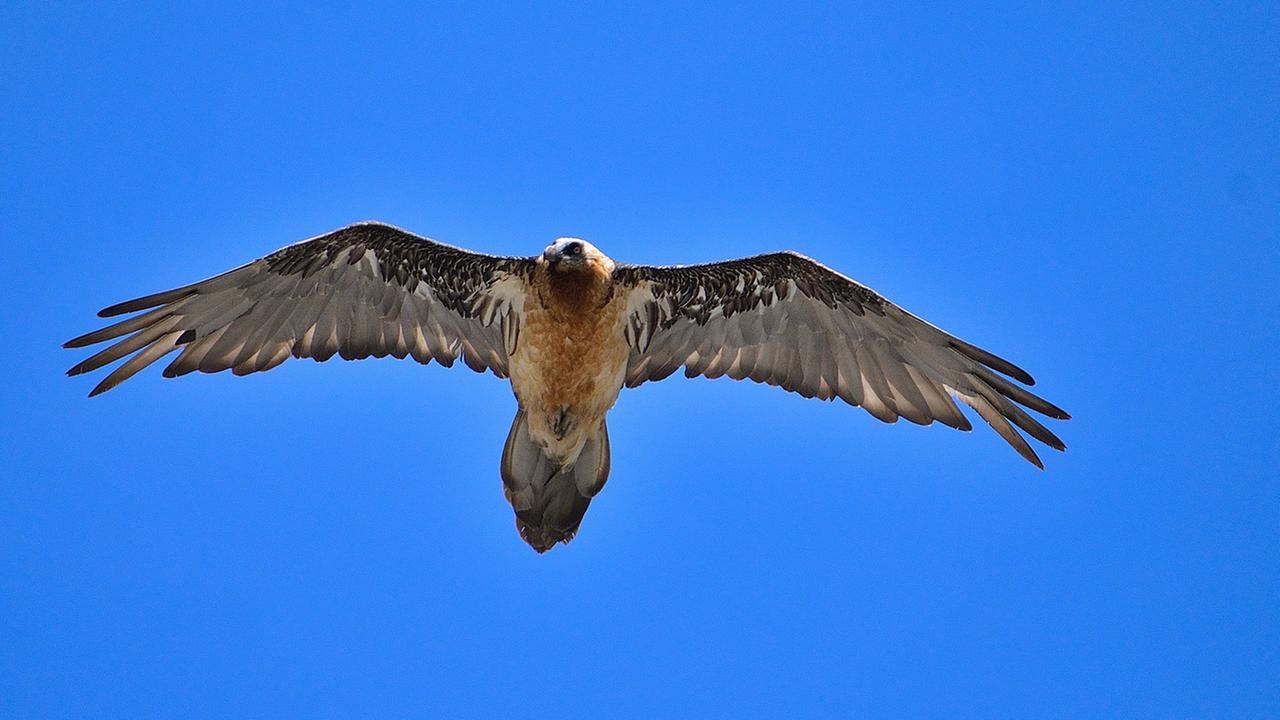 Fliegender Bartgeier 