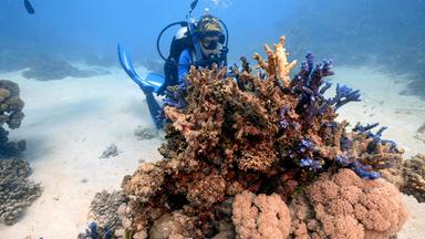 Unterwasserszene: Taucher untersuchen Korallen