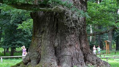 100 Jahre alte Eiche