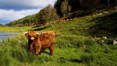 Ein braunes Highland-Rind steht auf einer Wiese vor einem Hang