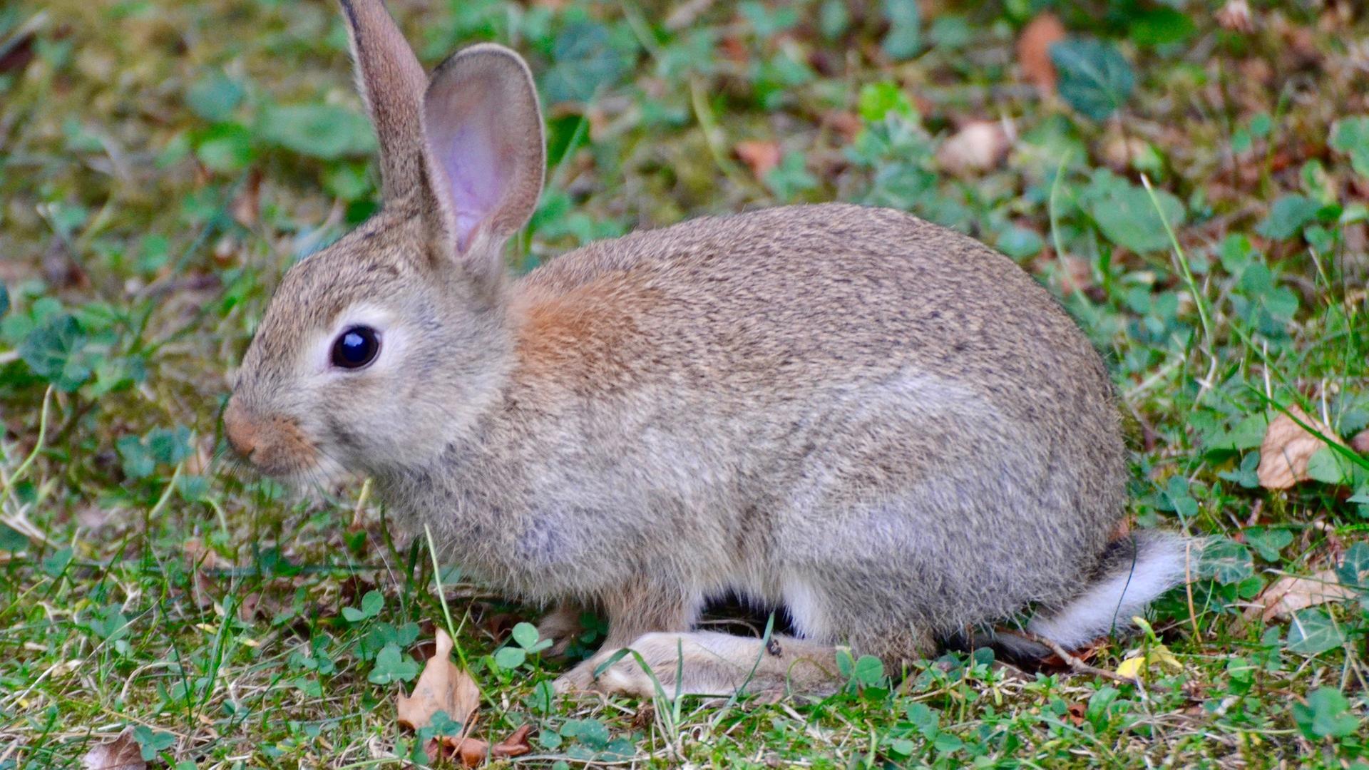 Wildkaninchen auf einer Wiese