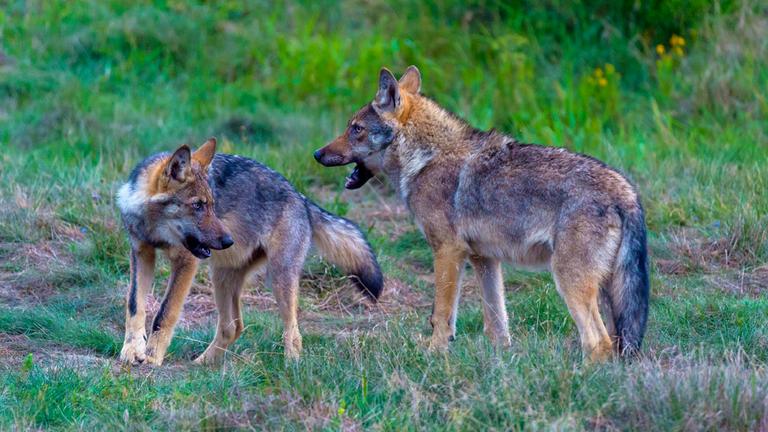 Zwei Wölfe auf einer Lichtung