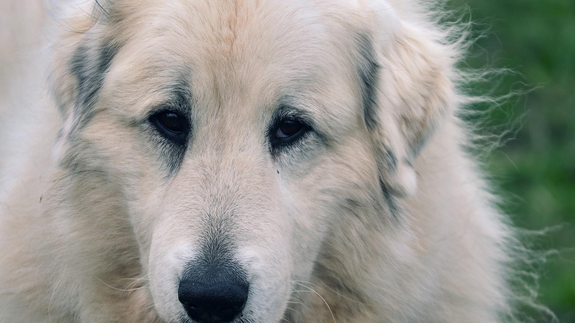  Hütehund Patou, nah 