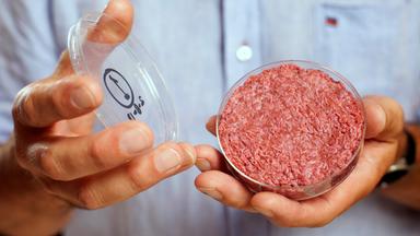 Gezüchtetes Fleisch in einer Petrischale
