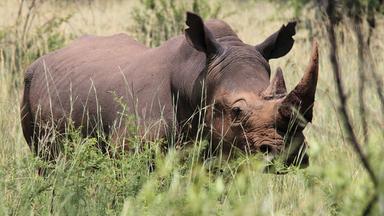 Nashorn, nah