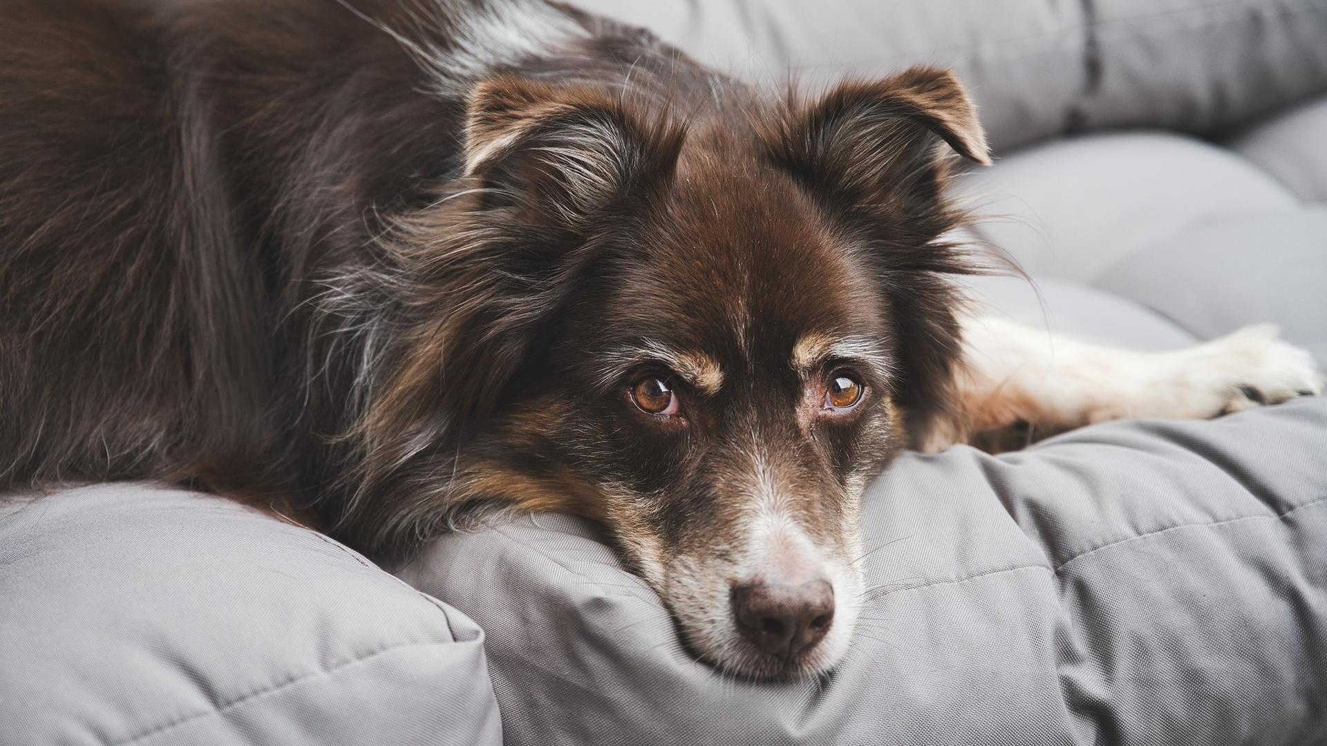 Hund, nah,  liegt auf dem Sofa