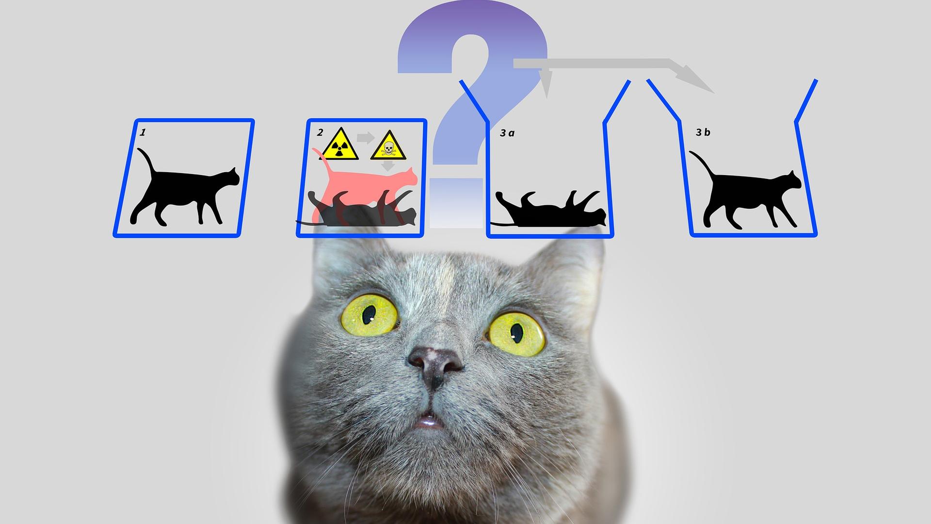 Schrödingers Katze