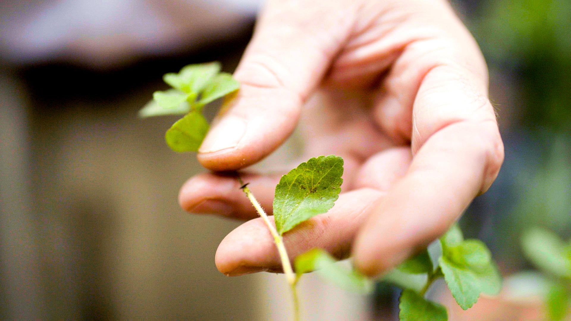 Nahaufnahme eines Stevia-Zweigs mit Blättern, der zwischen zwei Fingern gehalten wird.