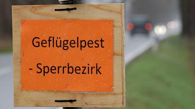 Schild mit Aufschrift Geflügelpest