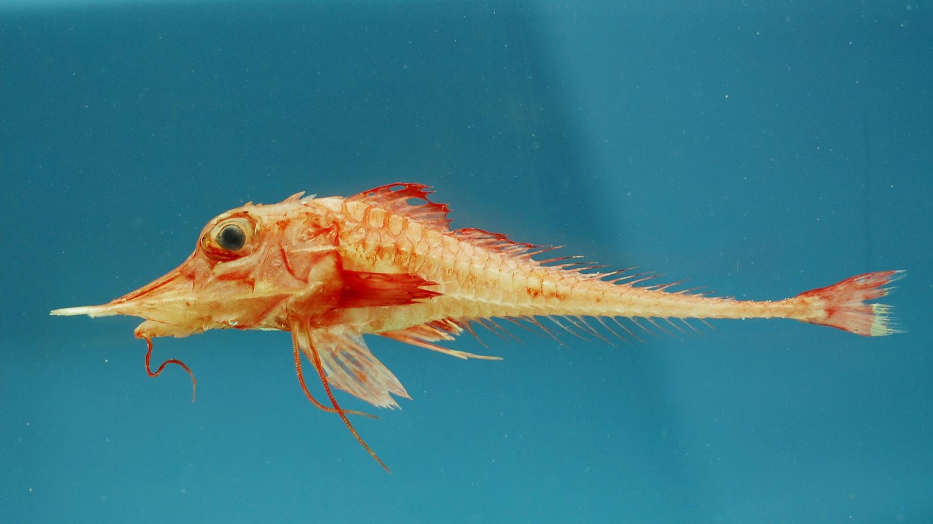 Fisch: Knurrhahn, groß