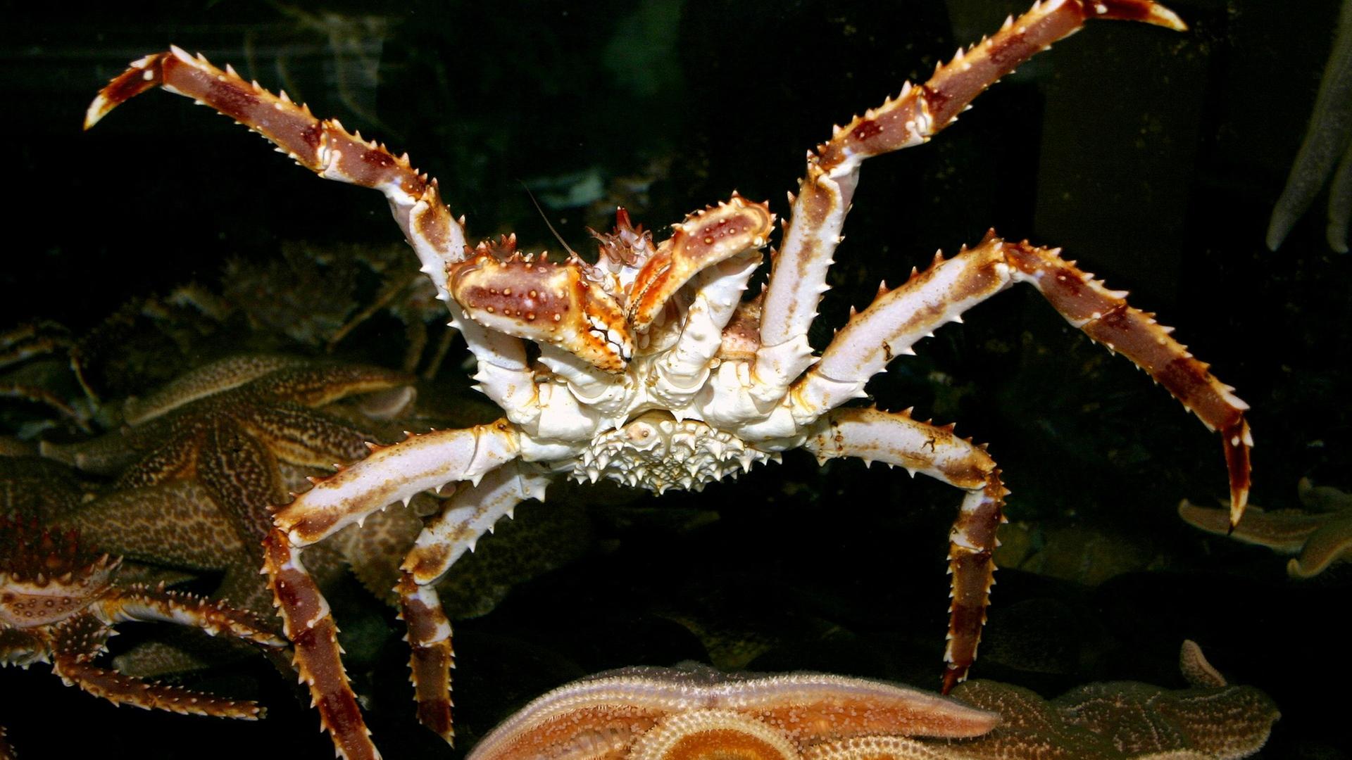 Königskrabbe, nah