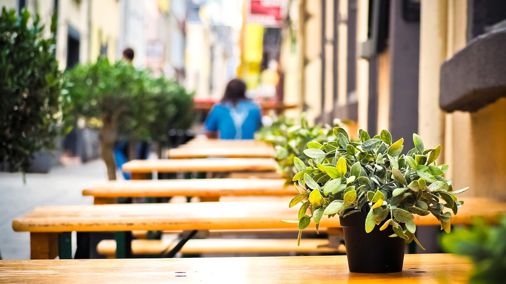 Restaurant: Tisch mit Pflanze