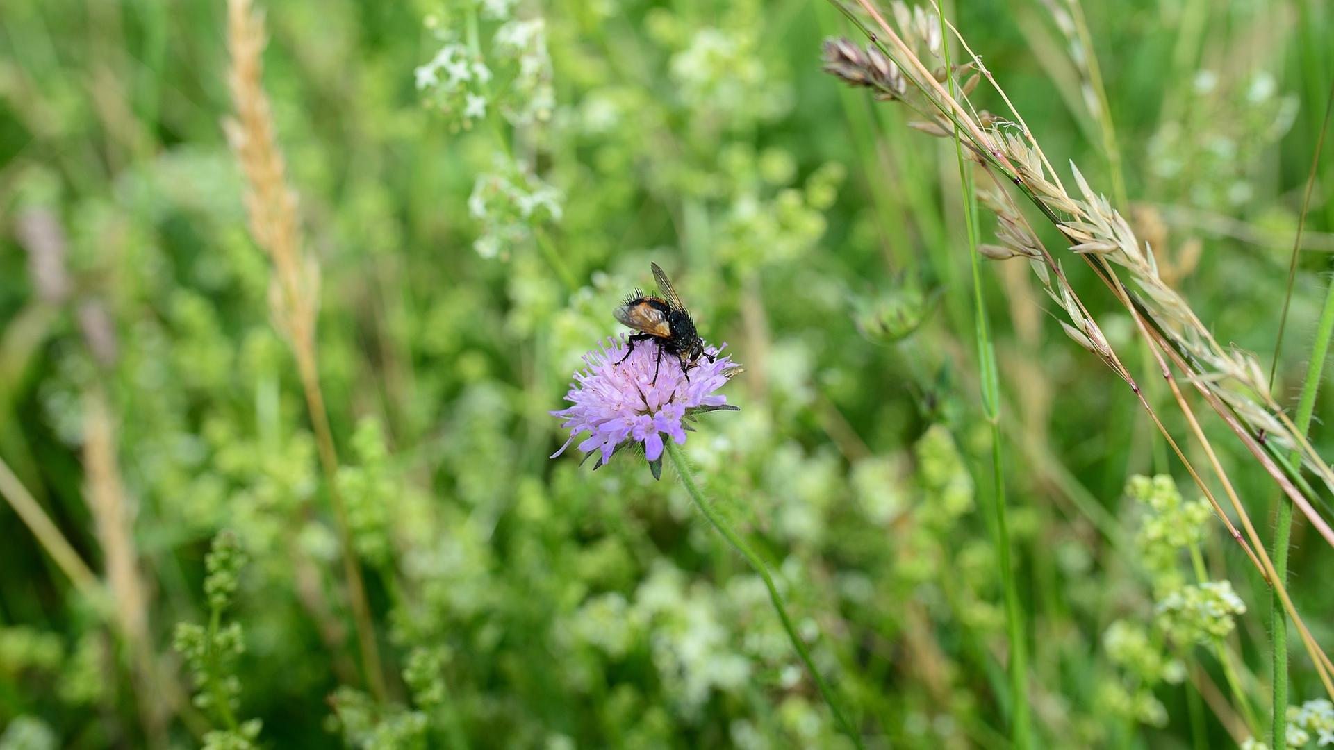 Wildblumenwiese mit Heuballen