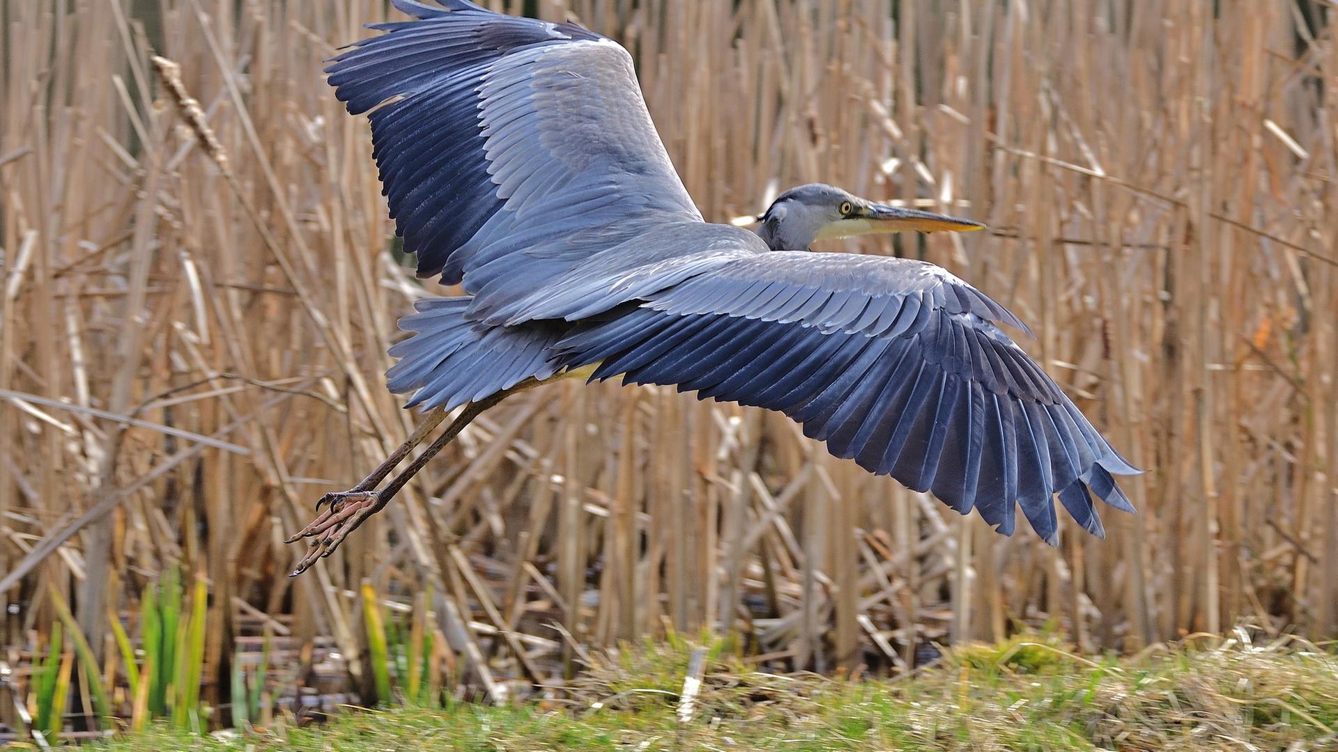 Wasservogel- Fischreiher 