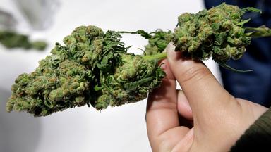 Hand hält Cannabis-Blüten
